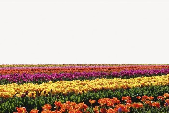 Tulip field border collage element, | Free PSD - rawpixel