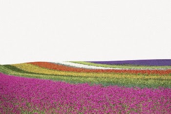 Tulip field border collage element, | Free PSD - rawpixel