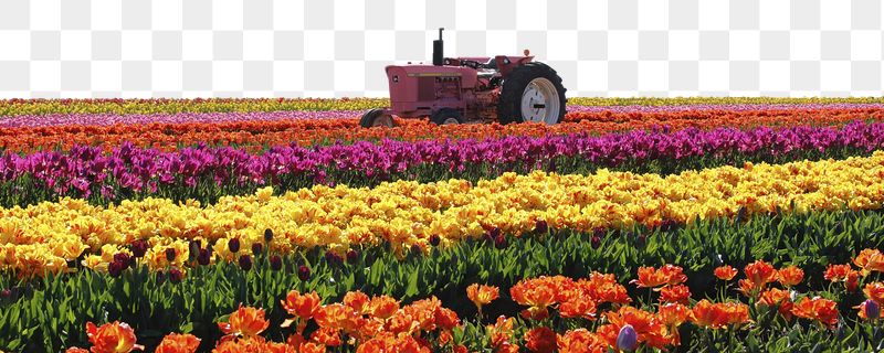 Tulip field png border sticker, | Free PNG - rawpixel