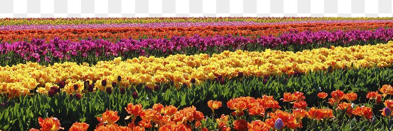 Tulip field png border sticker, | Free PNG - rawpixel