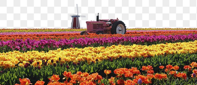 Tulip field png border sticker, | Free PNG - rawpixel