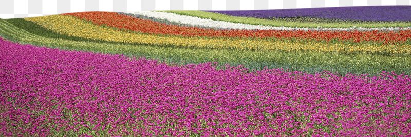Tulip field png border sticker, | Free PNG - rawpixel