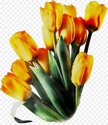 Tulip Floral design Cut flowers Flower bouquet -  