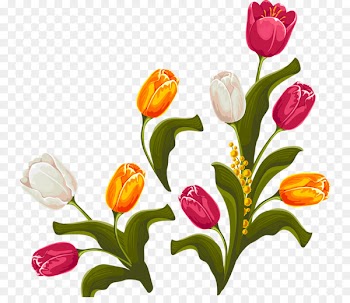 Tulip Floral design Flower - Flowers Tulips 