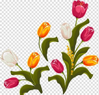 Tulip Floral design Flower, Flowers Tulips transparent background PNG clipart