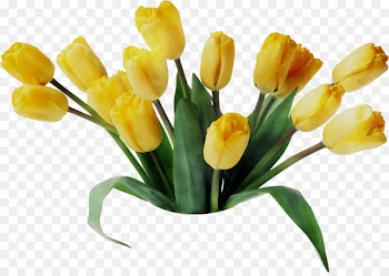 Tulip Floristry Flower bouquet Cut flowers -  