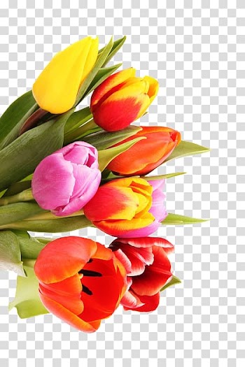 Tulip Flower bouquet Raster graphics Nosegay, Beautiful colored tulip bouquet transparent background PNG clipart
