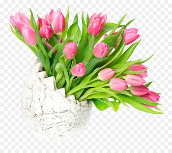 Tulip Flower bouquet Stock photography - Pink Tulip table flowers picture material 