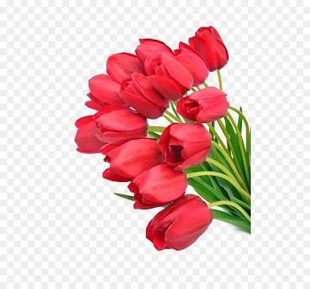 Tulip Flower bouquet Wallpaper - tulip 