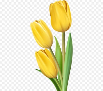 Tulip Flower Clip art - Yellow Tulips 