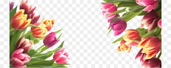 Tulip Flower - Color bouquet of tulips in kind 