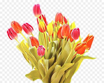 Tulip, Flower, Cut Flowers PNG
