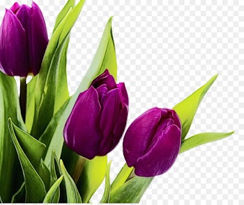 Tulip, Flower, Desktop Wallpaper, Flowering Plant PNG