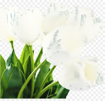 Tulip, Flower, Desktop Wallpaper, White PNG