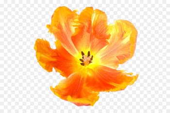 Tulip Flower Euclidean vector - Tulip Flowers 