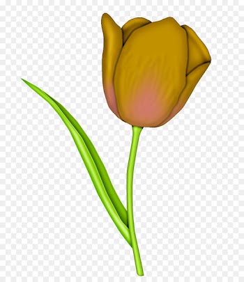 Tulip Flower Floral design Clip art Illustration - tulip 