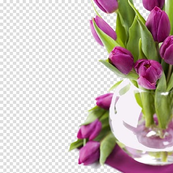 Tulip Flower High-definition video , Purple tulips transparent background PNG clipart