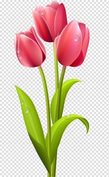 Tulip Flower , long flower transparent background PNG clipart