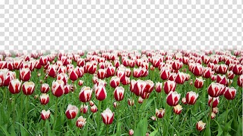 Tulip Flower Mattress Designer, Purple tulip flowers transparent background PNG clipart