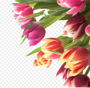Tulip Flower Name day - Tulip flowers 