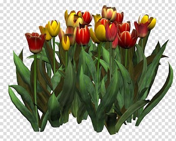 Tulip Flower Painting , mulberry transparent background PNG clipart