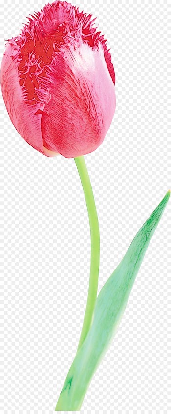 tulip flower petal pink cut flowers