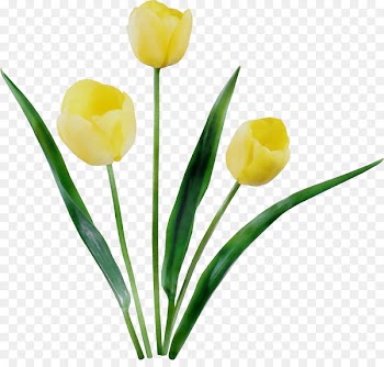 Tulip Flower Photography Petal Image -  