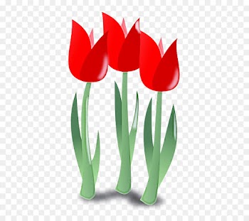 tulip flower plant petal lady tulip