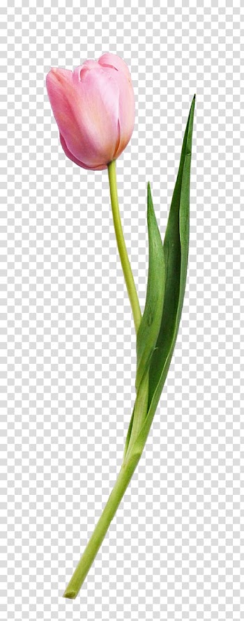 Tulip Flower Plant, Tulip flower plants transparent background PNG clipart