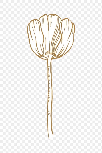 Tulip flower png tattoo art, | Free PNG Sticker - rawpixel