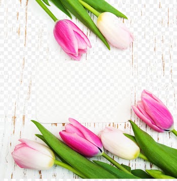 Tulip Flower Poster Photography - Beautiful tulips and a card 
