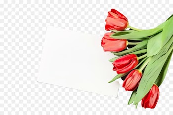 tulip flower red plant flowering plant