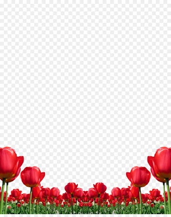 Tulip Flower Red - Red tulips 