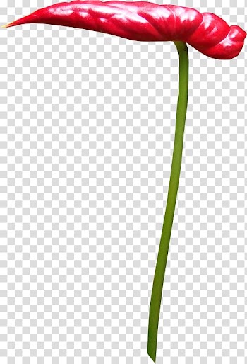 Tulip Flower Red , tulip transparent background PNG clipart