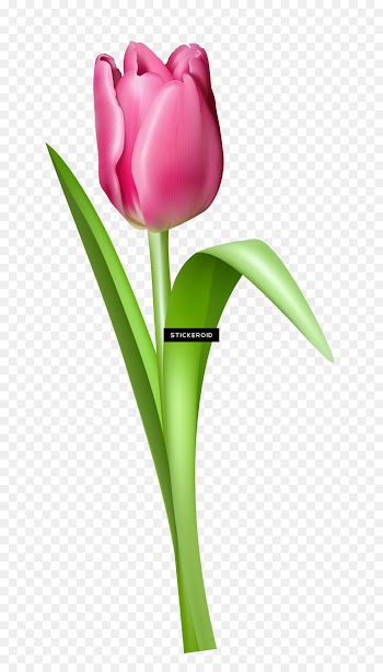 Tulip, Flower, Rose, Flowering Plant PNG