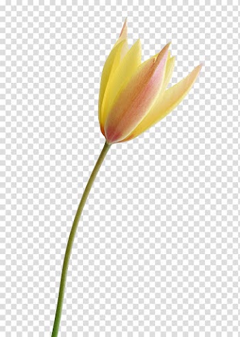 Tulip Flower, Tulip flower transparent background PNG clipart