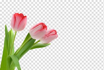 Tulip Flower, Tulip flowers transparent background PNG clipart