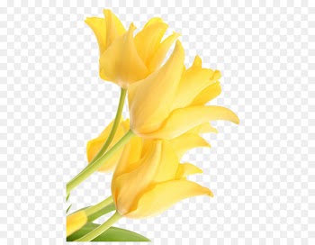 Tulip, Flower, Yellow, Petal PNG