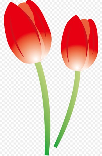Tulip flowers.png - others 