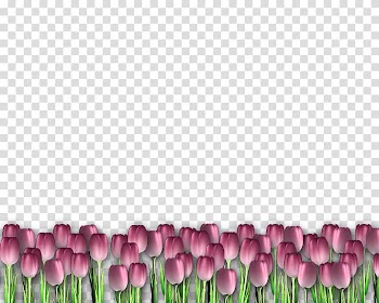 Tulip Frames, others transparent background PNG clipart