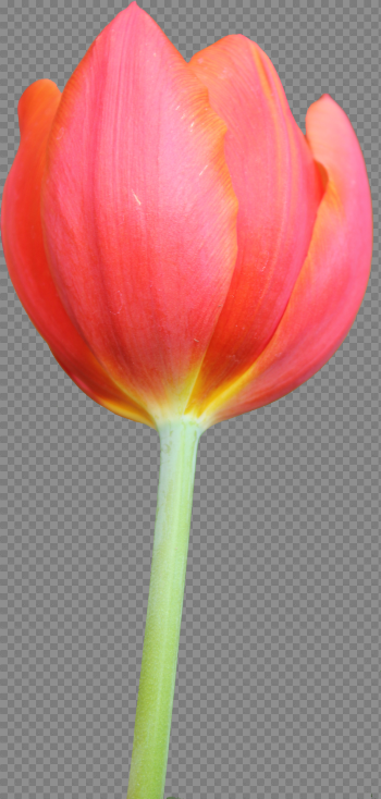 Tulip Hd
