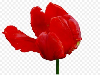 Tulip Herbaceous plant Plant stem The Poppy Family Plants -  