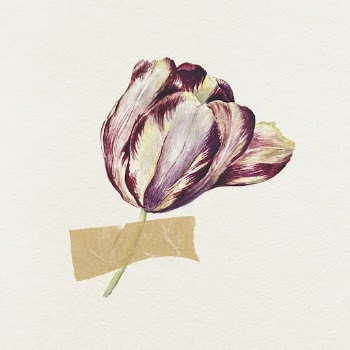 Tulip illustration with tape  | Free Photo - rawpixel