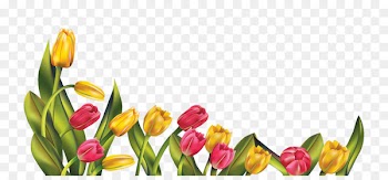 Tulip, Indira Gandhi Memorial Tulip Garden, Desktop Wallpaper, Flower, Petal PNG