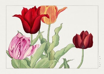 Tulip, Japanese woodblock art from Seiy&ocirc; | Free Photo Illustration - rawpixel