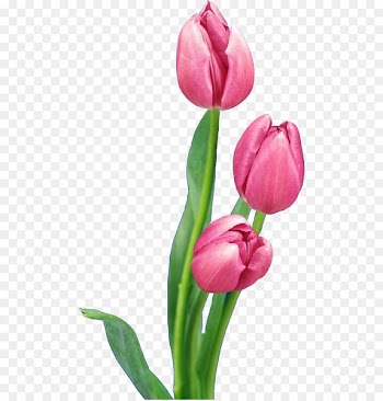 Tulip Nosegay Flower bouquet - Pink Tulips 