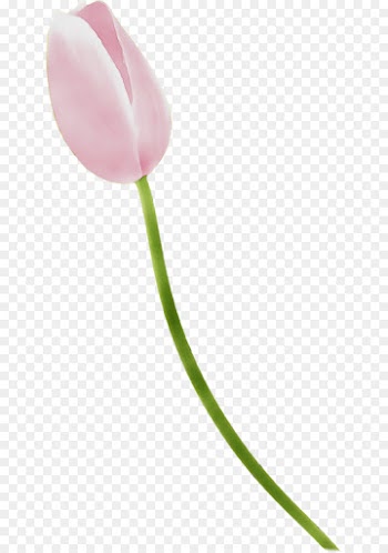 tulip pink flower pedicel plant