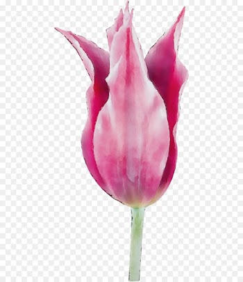 tulip pink petal flower plant