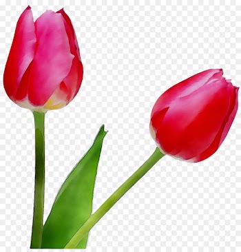 Tulip Plant stem Bud Cut flowers Petal -  