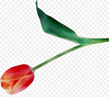 Tulip Plant stem Bud Leaf Plants -  